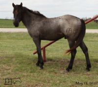 Leos Blue Ribbon MA